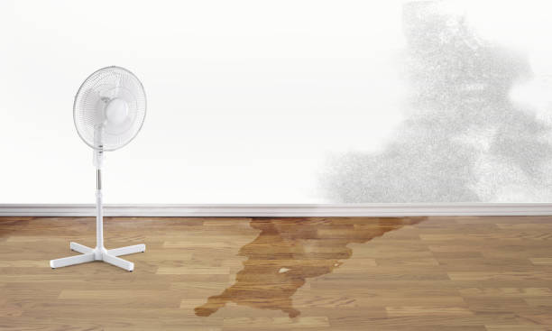 Best Basement water damage restoration  in Inglenook, CT